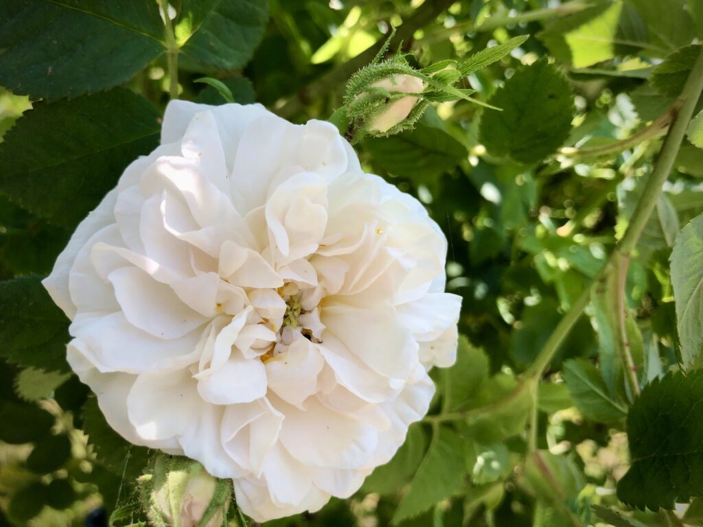 Albarose, hvid buskrose, historiske roser,
