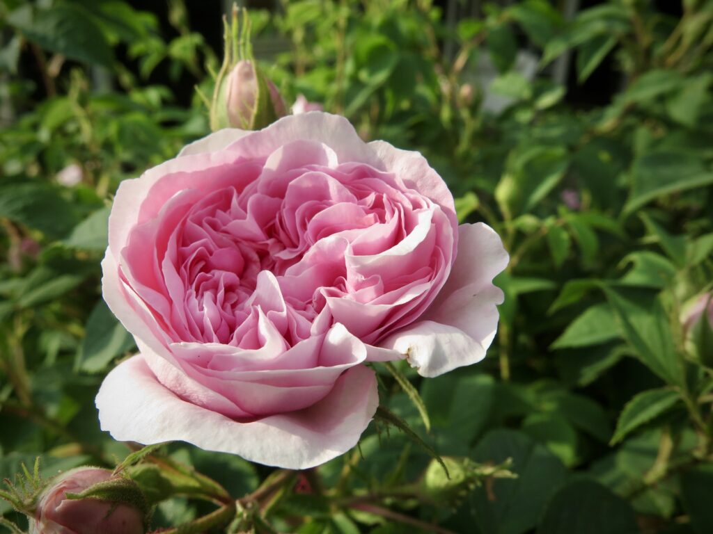 albarose Dronningen af Danmark, rosa roser
