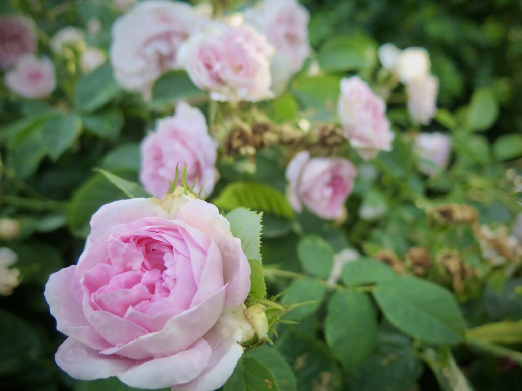 albarosen Maidens Blush, rosa buskrose