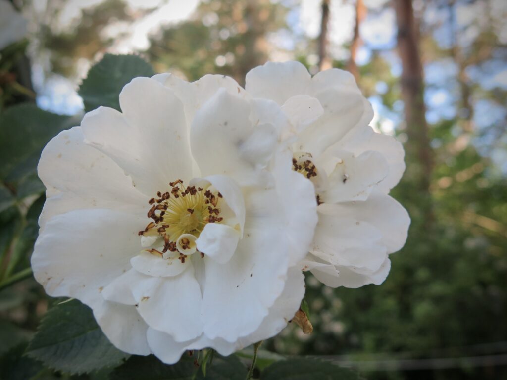 Albarosen Suaveolens, historiske roser