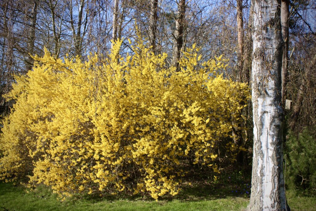 forårsblomstrende busk forsythia