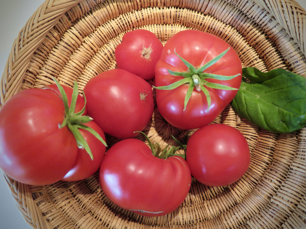 Smagfulde tomater fra drivhuset