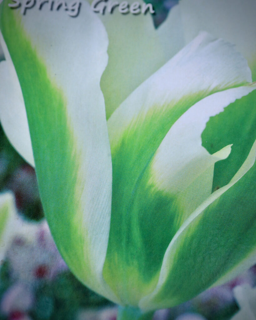 Tulipan forårsløg