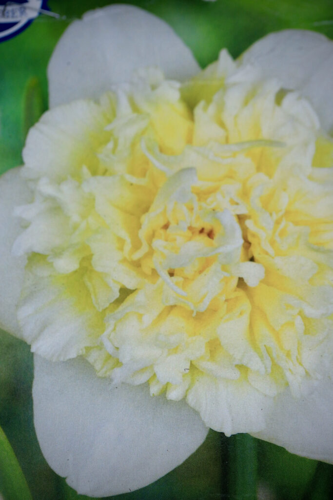 Narcisser i krukker