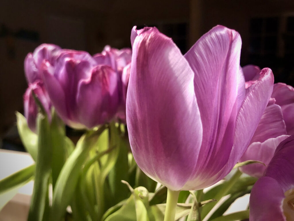 Tulipanløg i krukker