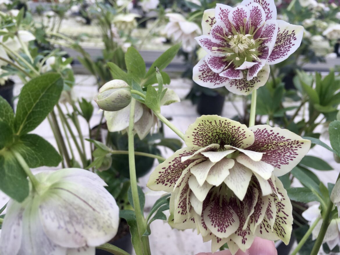 Påskeklokker, vinterhaven