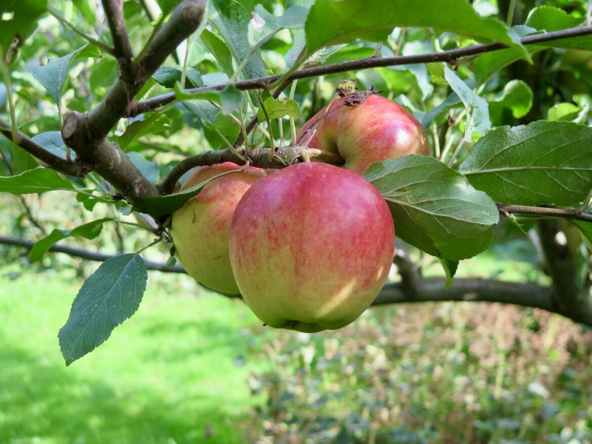 Æbletræer i haven