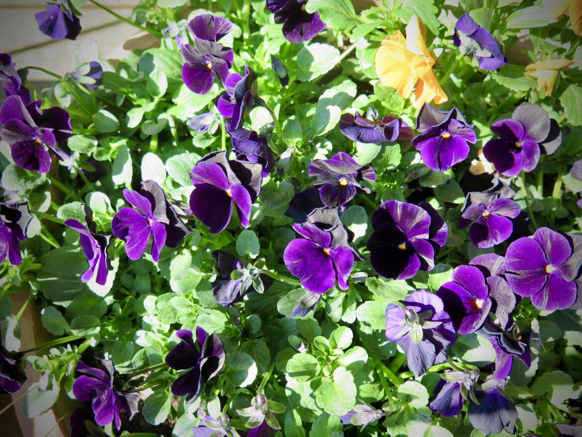 Staude hornviol til krukke blomstrer vinter til sommer