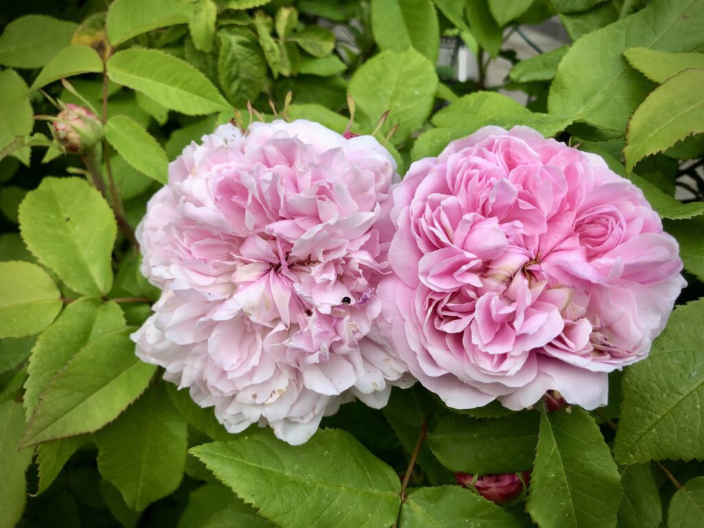 portlandsrose Jacques Cartier, rosa buskrose