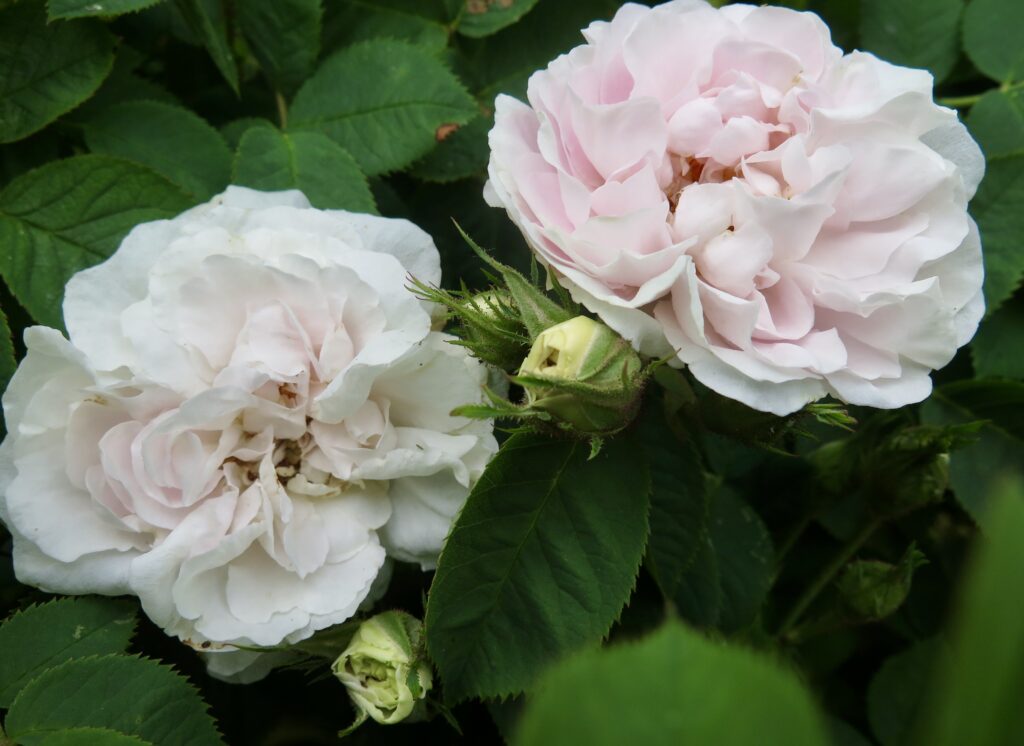 albarose Maidens Blush, historiske roser, lys rosa