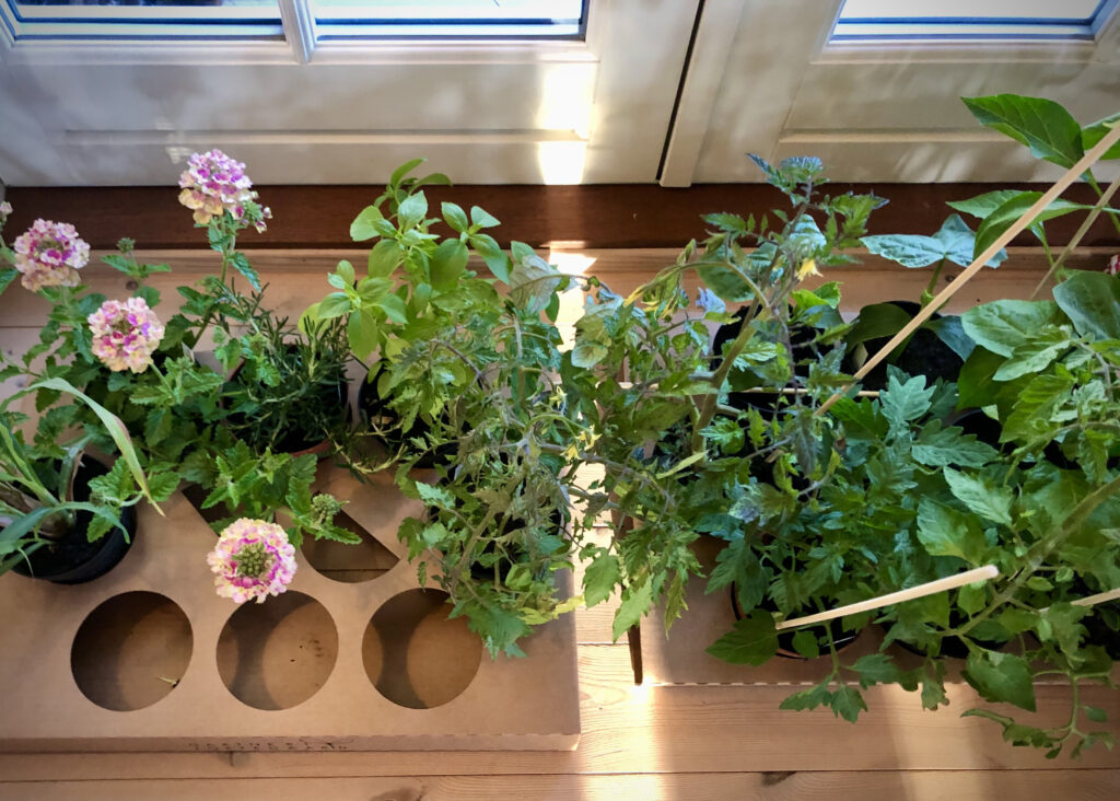 I maj kan planter sættes ud i drivhuset