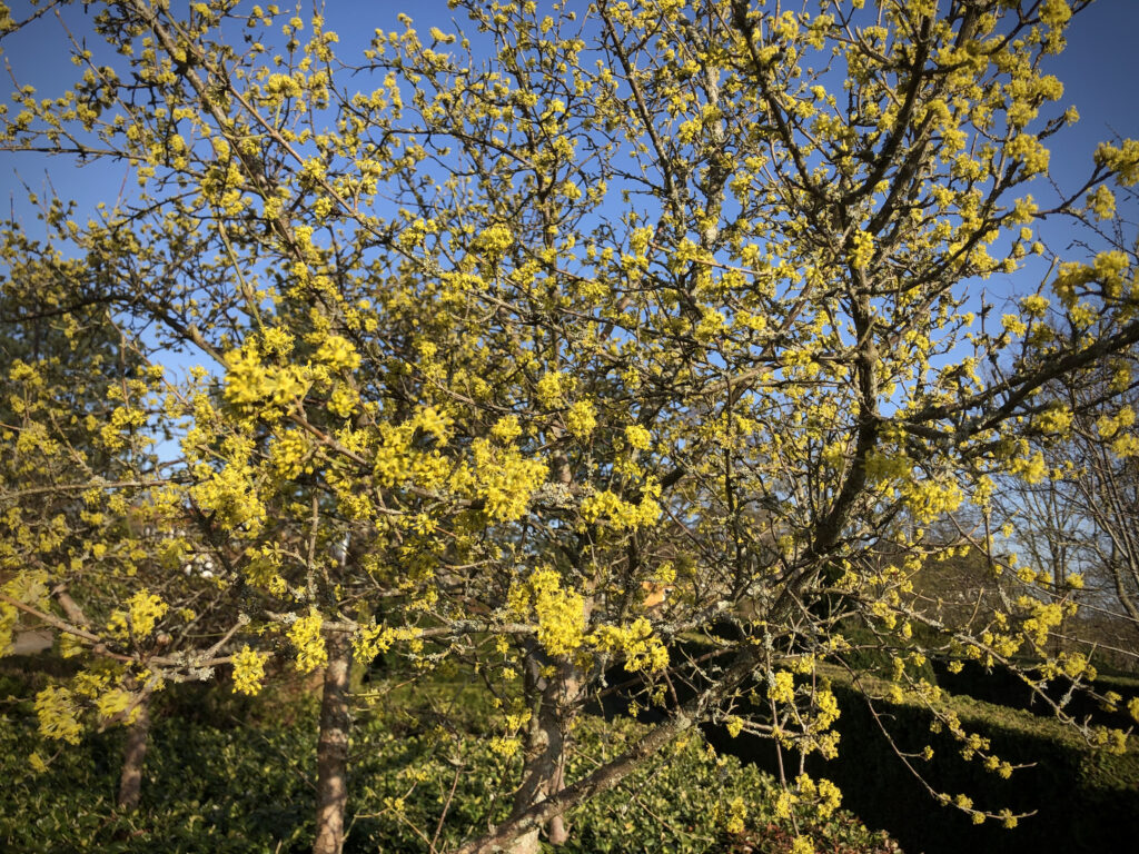 Tidligt blomstrende busk kirsebærkornel