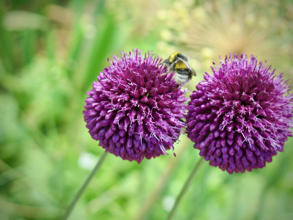 Allium er god til insekter, bier og sommerfugle