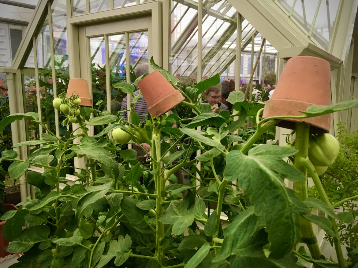 Smagfulde tomater i drivhus
