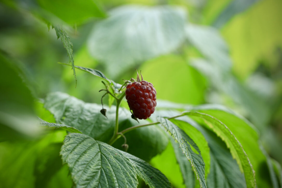 Autumn Bliss efterårshindbær
