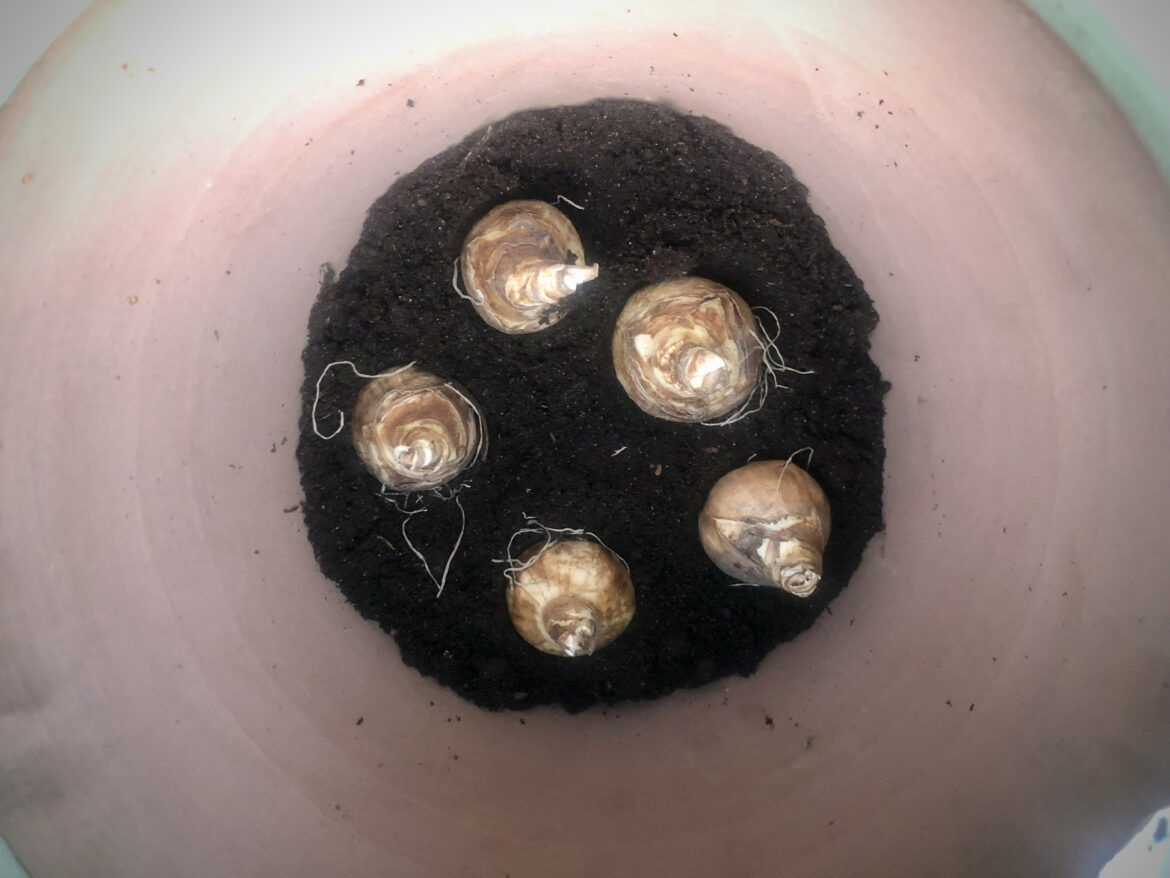 Tid til at lægge forårsløg i krukker