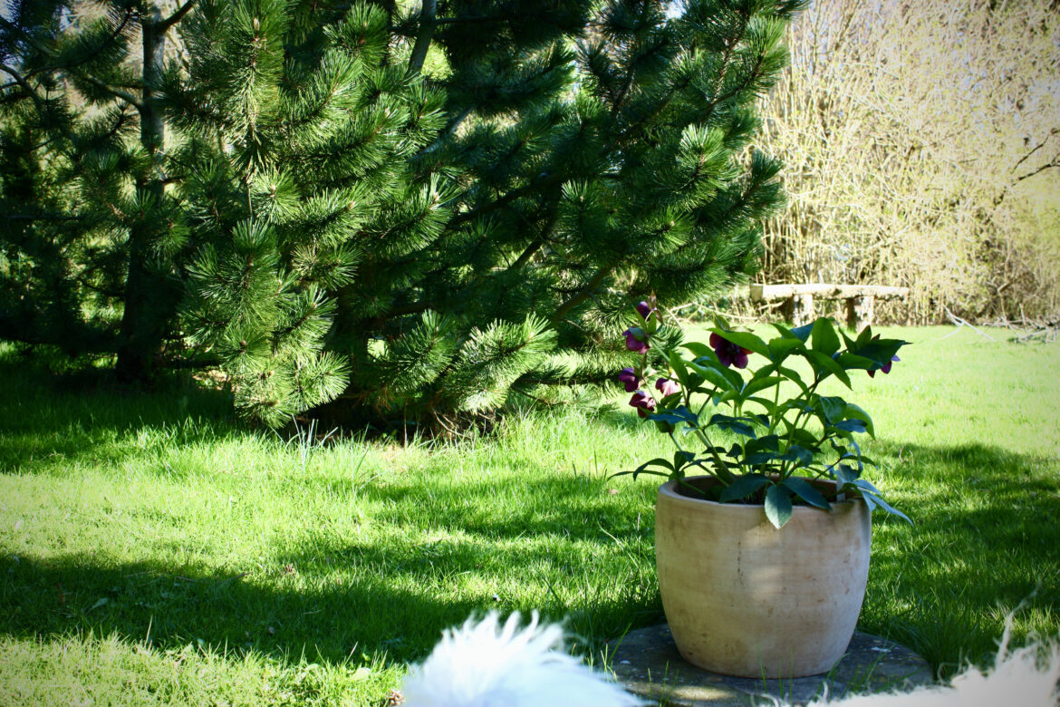 Stedsegrønne buske og træer