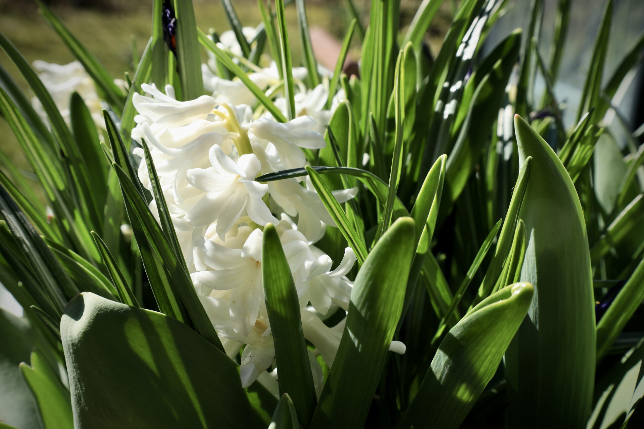 Hyacinth løg blomster til foråret