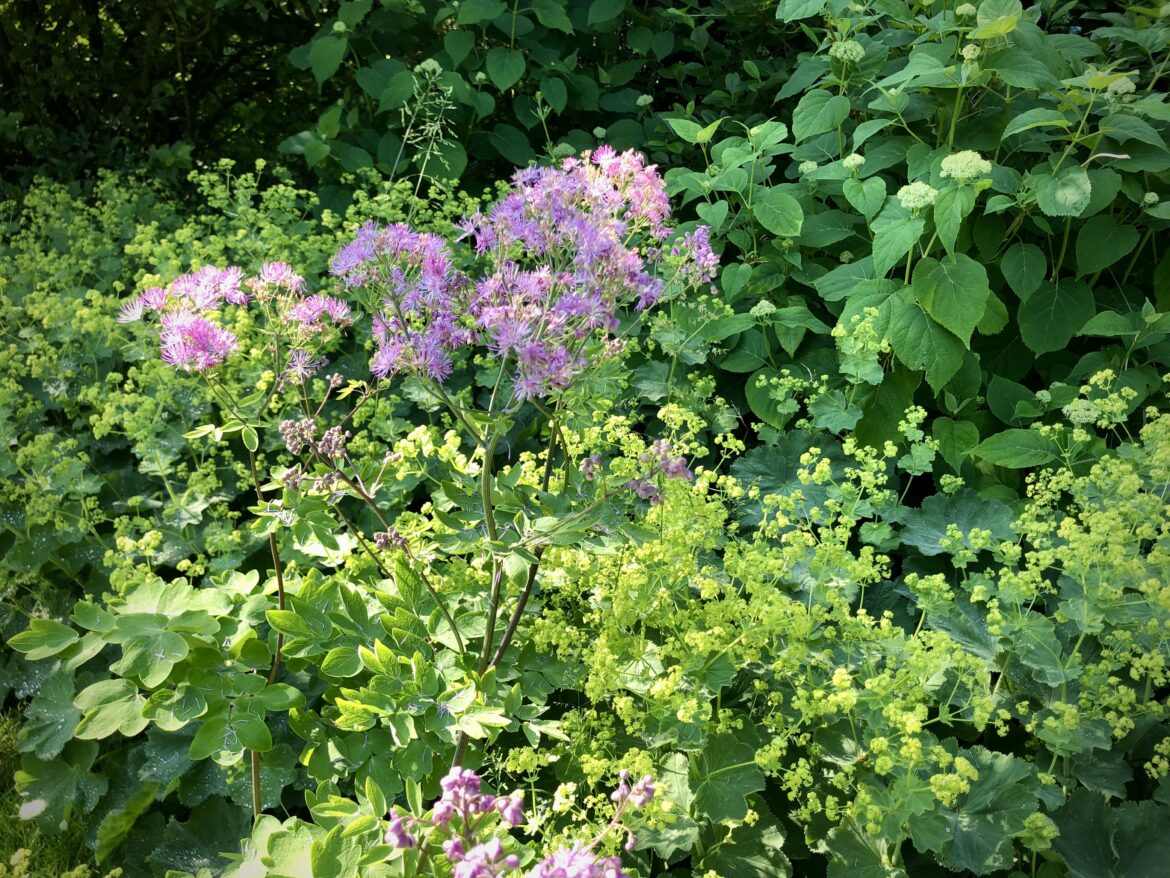 Løvefod er en effektiv og anvendelig staude