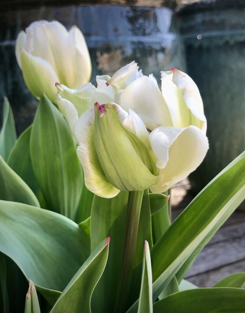 Spring Green tulipaner om foråret