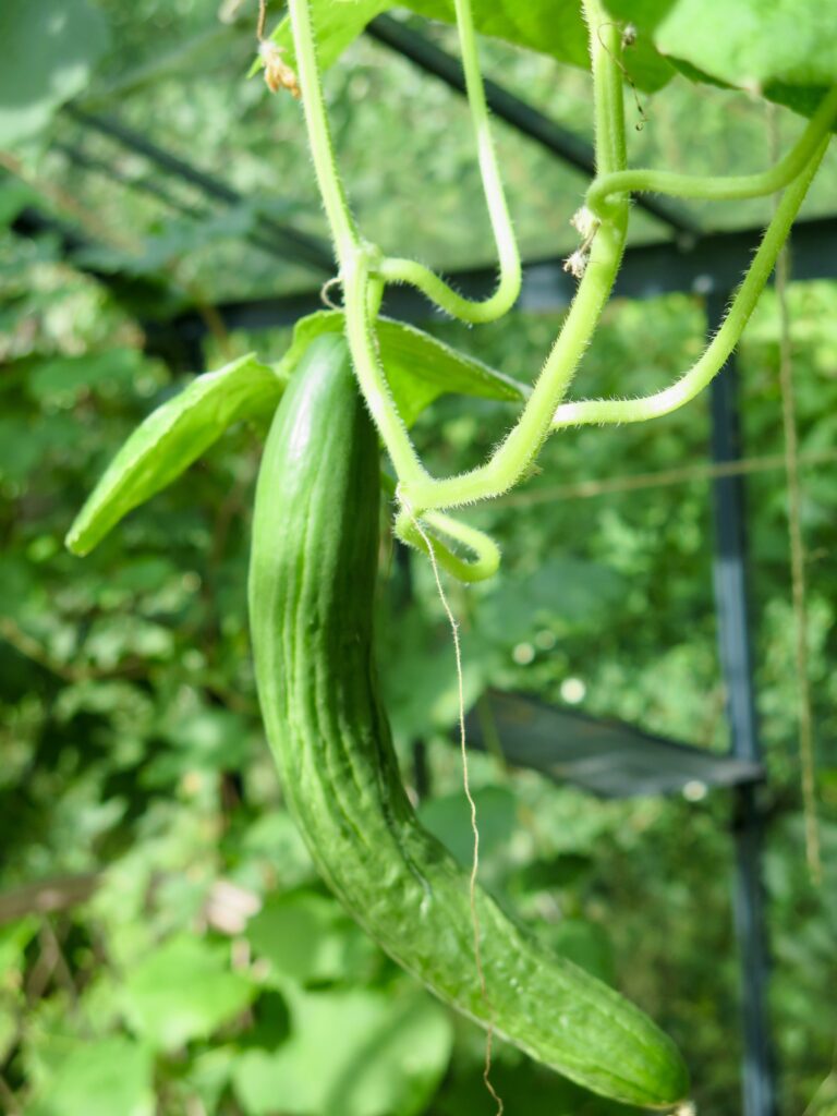 Drivhus